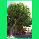 Cavaillon