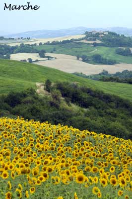 Marche