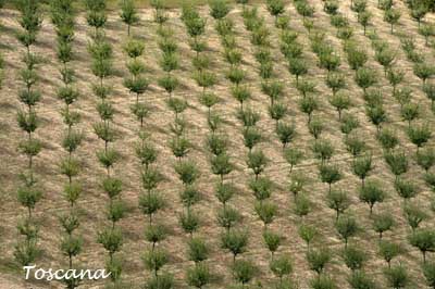Toscana