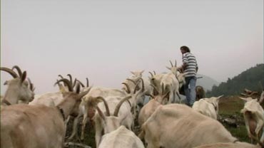 Il vernto fa il suo giro - Diritti