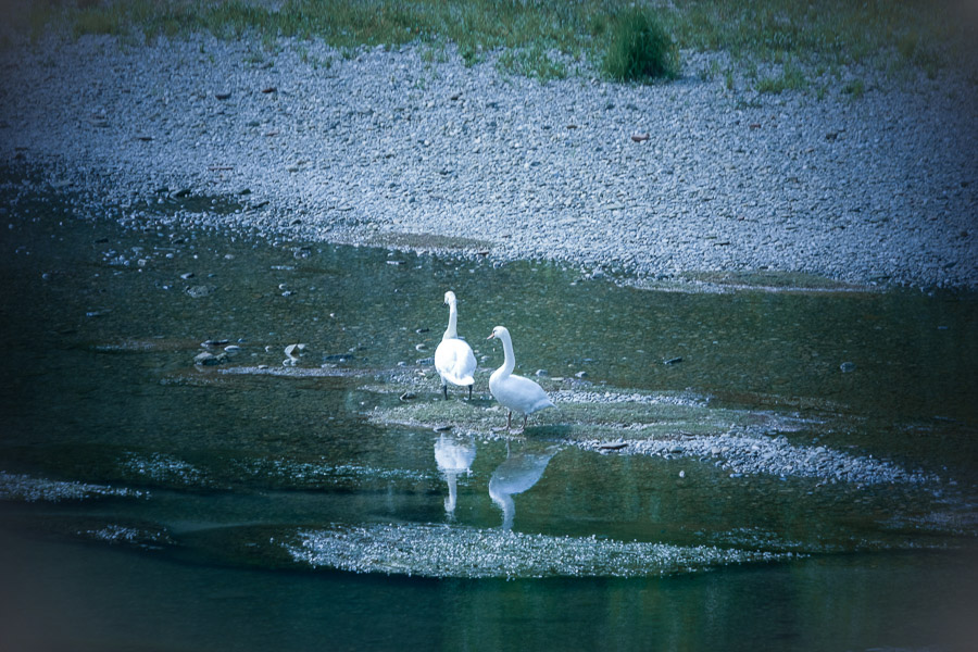 Lodi (Italy): swans in the Adda river