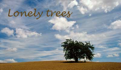 Lonely trees