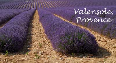 Plateau de Valensole, Provence